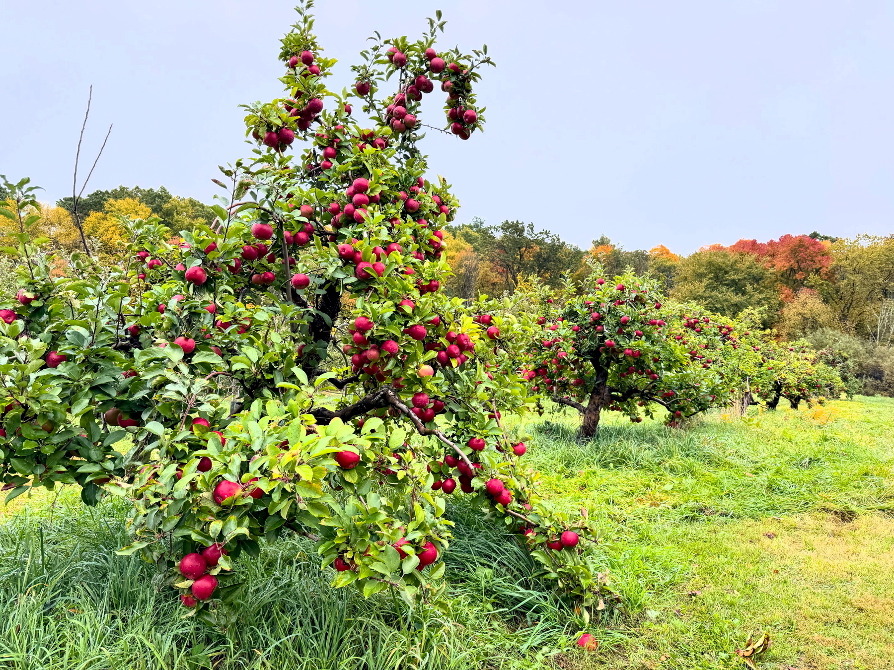 Auto-generated description: A lush apple orchard with trees bearing ripe red apples stands under a clear sky, surrounded by vibrant autumn foliage.