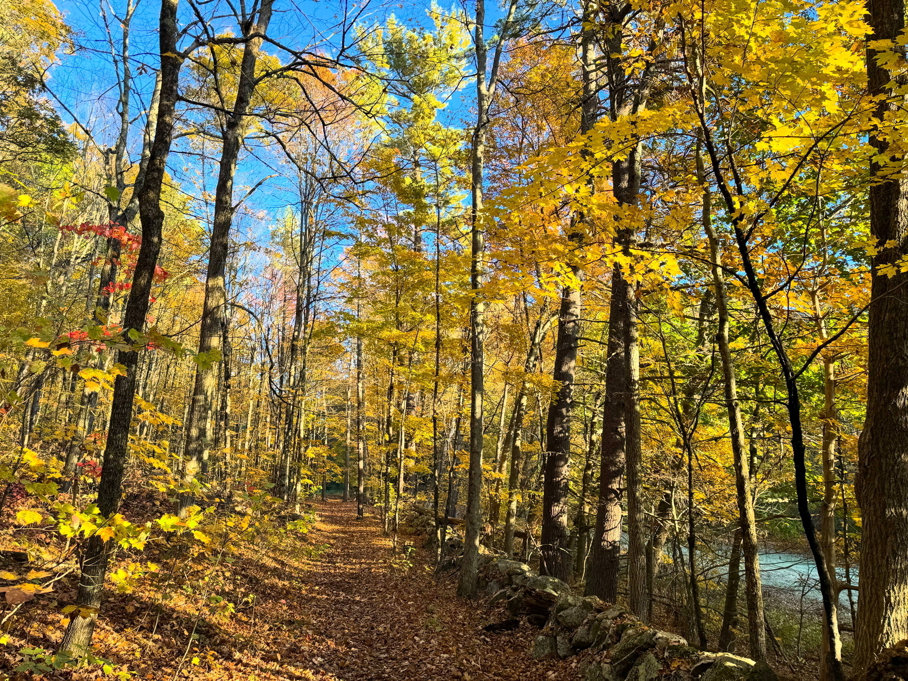 Auto-generated description: A serene forest pathway is surrounded by trees with vibrant yellow and orange autumn leaves under a clear blue sky.