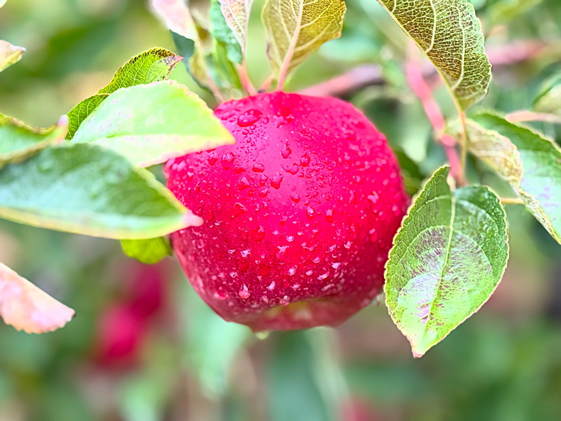 Auto-generated description: A red apple covered with water droplets hangs from a tree surrounded by green leaves.