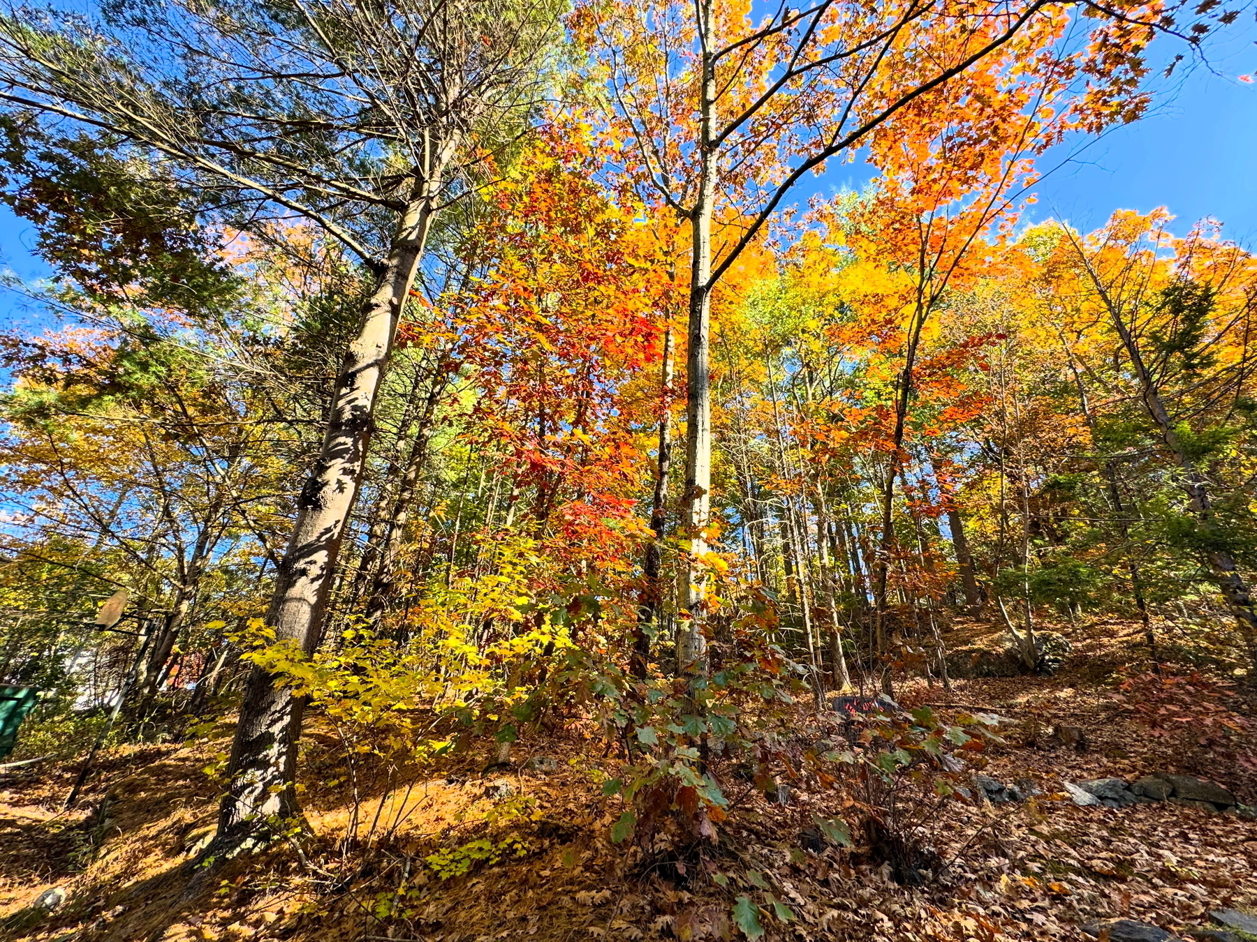 Auto-generated description: Bright autumn foliage in a forest under a clear blue sky.