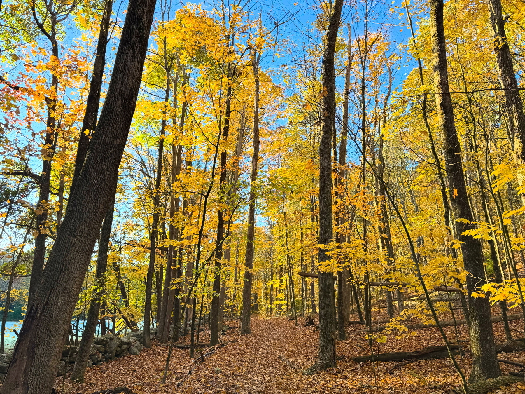 Auto-generated description: A forest path is surrounded by trees with vibrant yellow leaves under a clear blue sky.